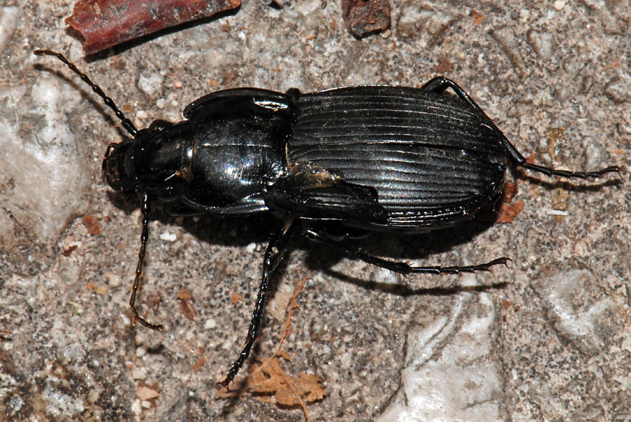 Abax parallelepipedus inferior del Summano